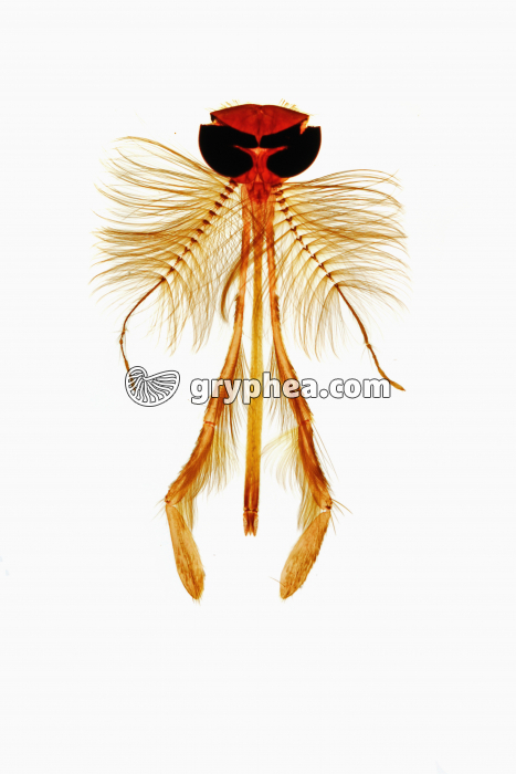 Tête d'insecte - type piqueur - Moustique mâle (Culex) x 7 - gryphea.org